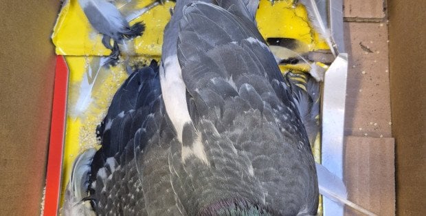 Stołeczne zoo apeluje, by nie stosować pułapek lepowych. Giną w nich także ptaki