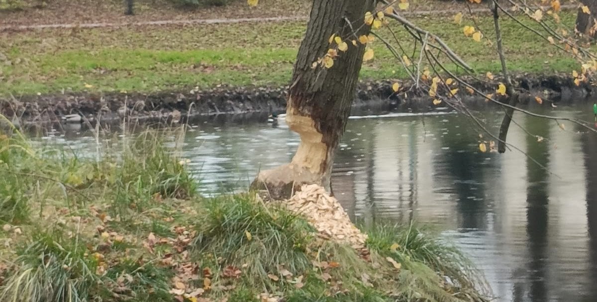 Będzie odstrzał bobrów w gm. Nowy Duninów? „To niedopuszczalne”