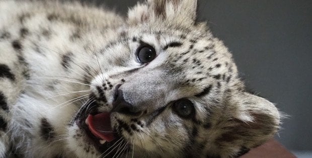 „Duch Gór” jedzie do Norymbergi. Irbis śnieżny Pamir żegna się z Warszawą