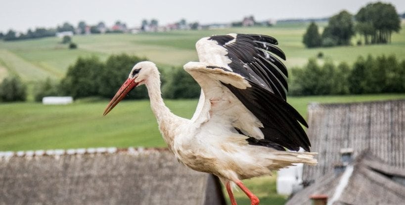 Trzy bociany zimują w powiecie siedleckim. „To ekologiczny ewenement”
