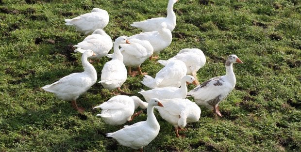 Kilka tysięcy gęsi do utylizacji. Ptasia grypa na południu Mazowsza