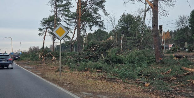 Trwa wycinka drzew pod kolej otwocką. „Część z nich uda się uratować”