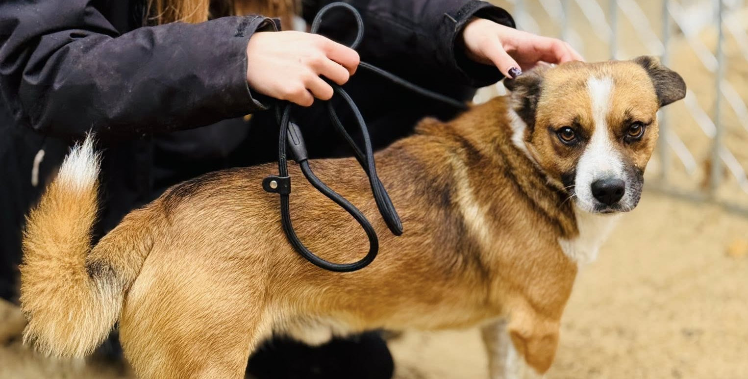 Remont, na który schronisko nie było gotowe. „Niestety musimy to zrobić”