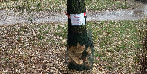 Bobry obgryzły drzewo przy Jeziorku Gocławskim. „Jest na granicy załamania”