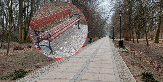 W parku miejskim jak na planie u Hitchcocka. Gawrony uprzykrzają życie spacerowiczom