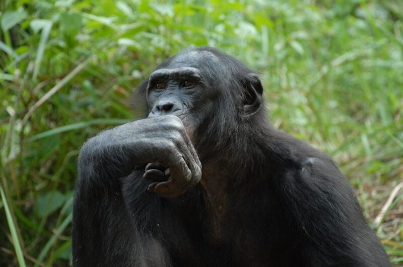 Bonobo komunikują się w sposób podobny do ludzkiego języka