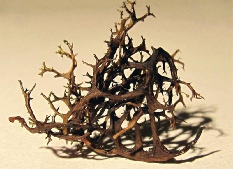 Polscy badacze wykazali, iż niektóre porosty są w stanie przetrwać marsjańskie warunki