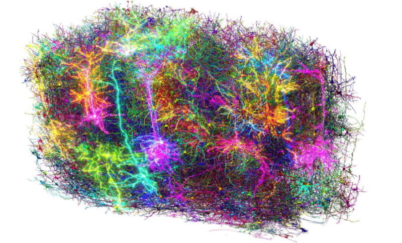 Powstała największa i najbardziej szczegółowa mapa połączeń mózgu ssaka