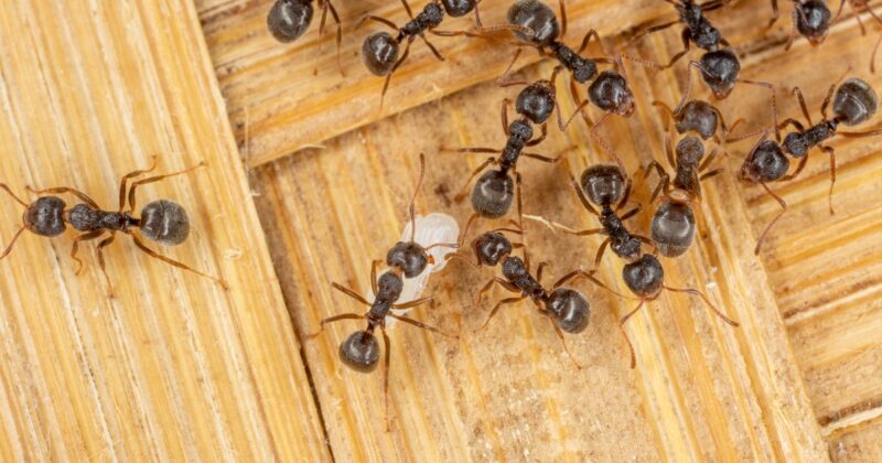 Zatrzymanie na lotnisku w Kenii. W tle „nielegalny handel mrówkami”