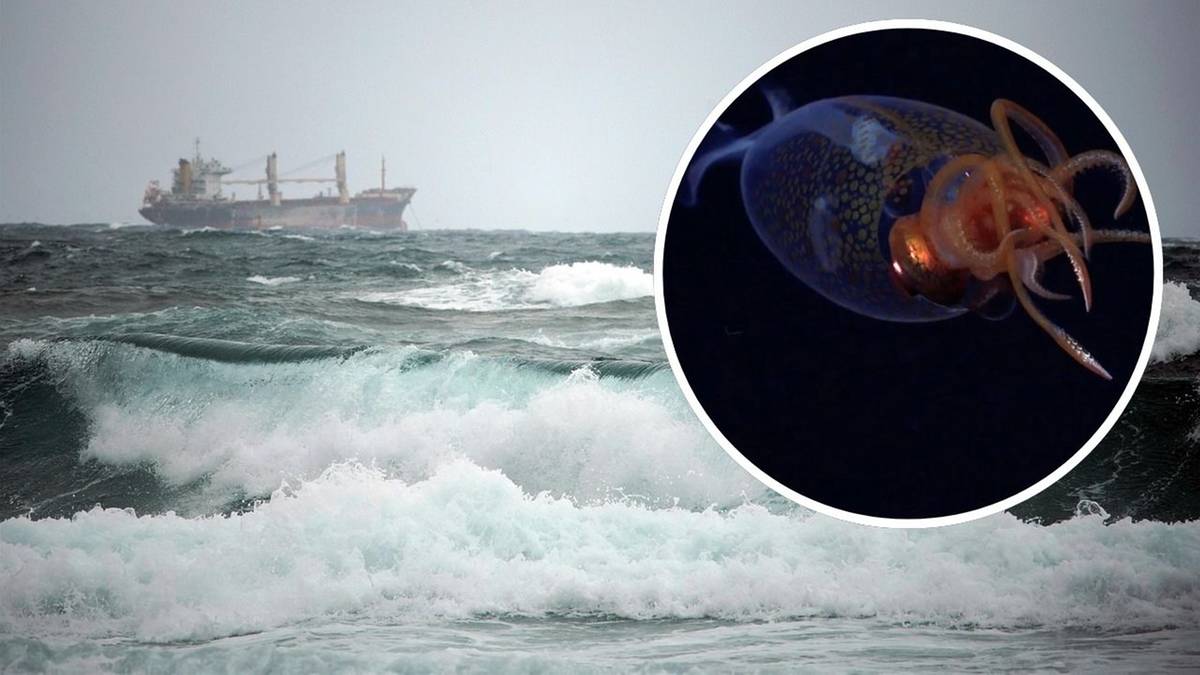 Może ważyć choćby pół tony. Gigant widziany po raz pierwszy od 100 lat