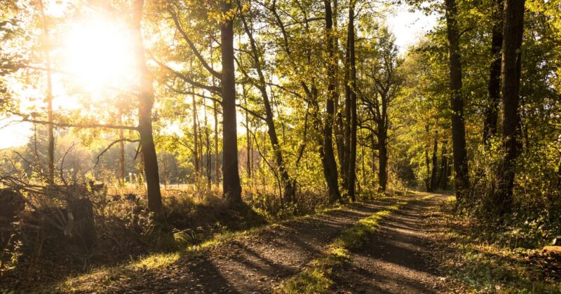 Duże zagrożenie pożarowe na zachodzie Polski. „Najwyższy stopień niebezpieczeństwa”