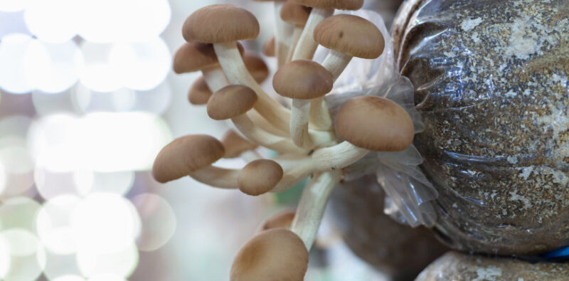 Grzyby w medycynie – od penicyliny do nowoczesnych terapii
