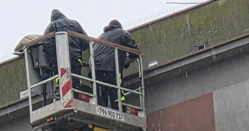 Gołębie uwięzione w szybie wentylacyjnym. Miłośnicy ptaków mówią o „próbie masowego mordu”