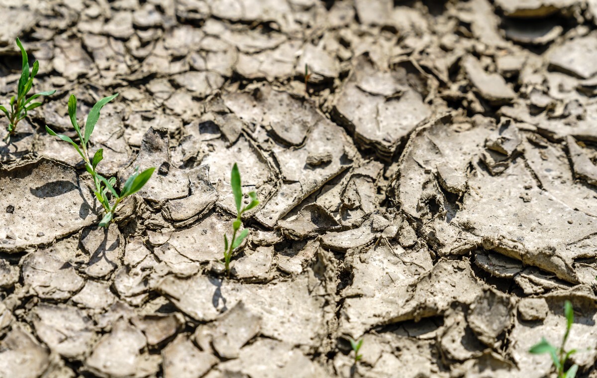 Tam panuje najgorsza susza od 60 lat. Jakie są zalecenia