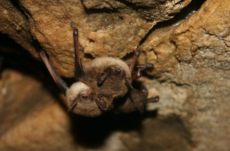 Dlaczego nietoperze nie chorują na raka