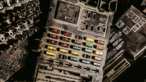 Rośliny nie są nieme. Oto jak naprawdę rozmawiają