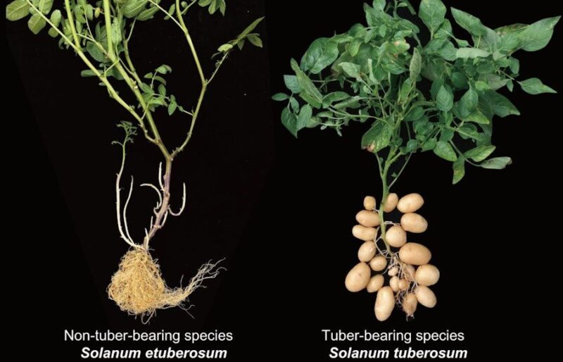 Ziemniak wyewoluował z przodka pomidora