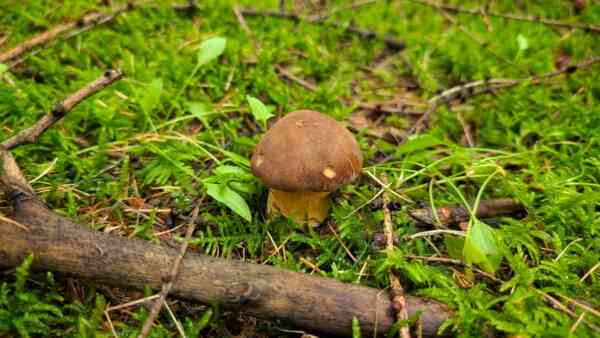 Na grzyby w październiku? „Nie ma ich wiele, ale obiad można uzbierać w godzinkę”