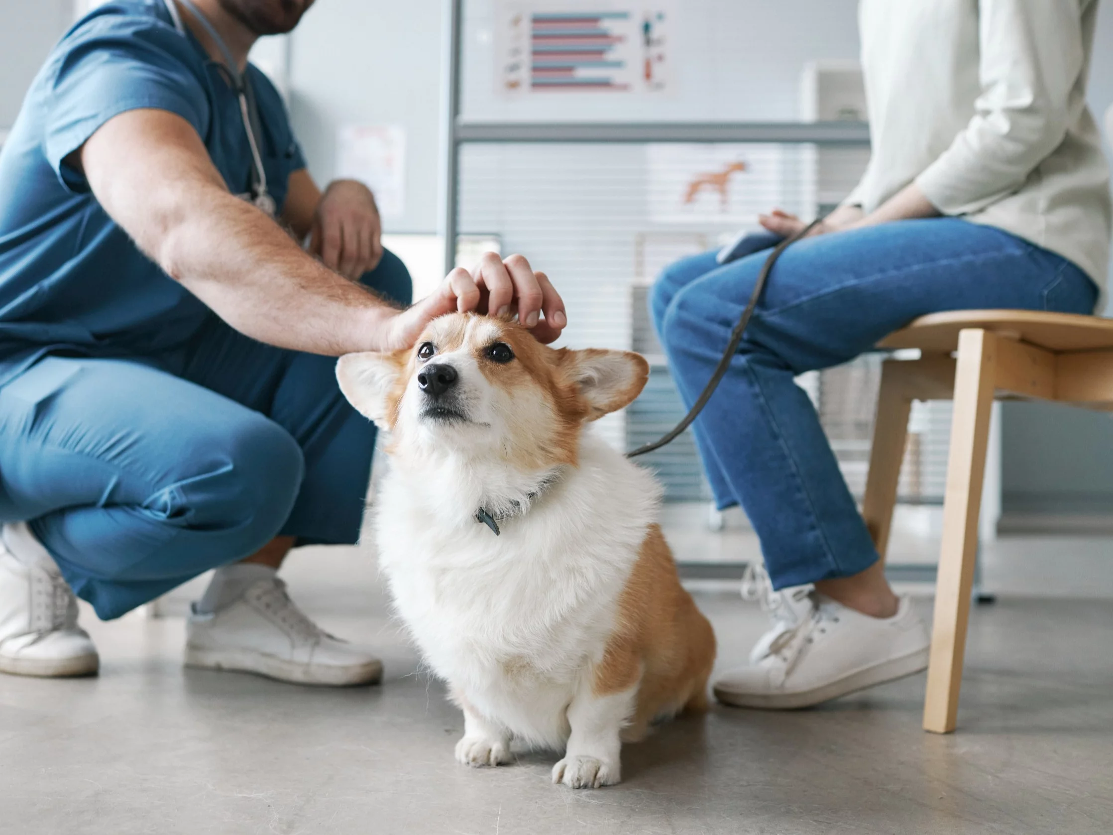 500 plus na psa i kota. To ostatni moment na złożenie wniosku