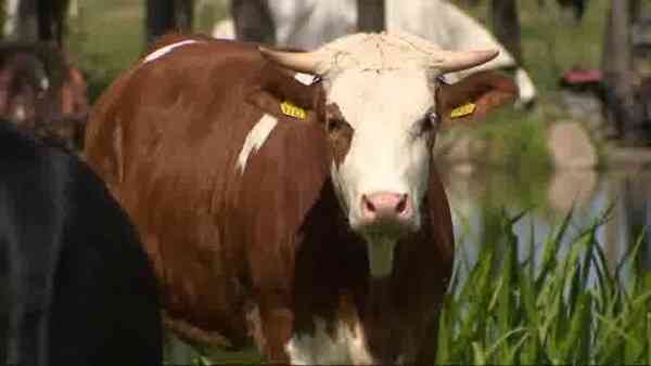 Protests against Trump in the USA. 'We are here due to the fact that we love America'