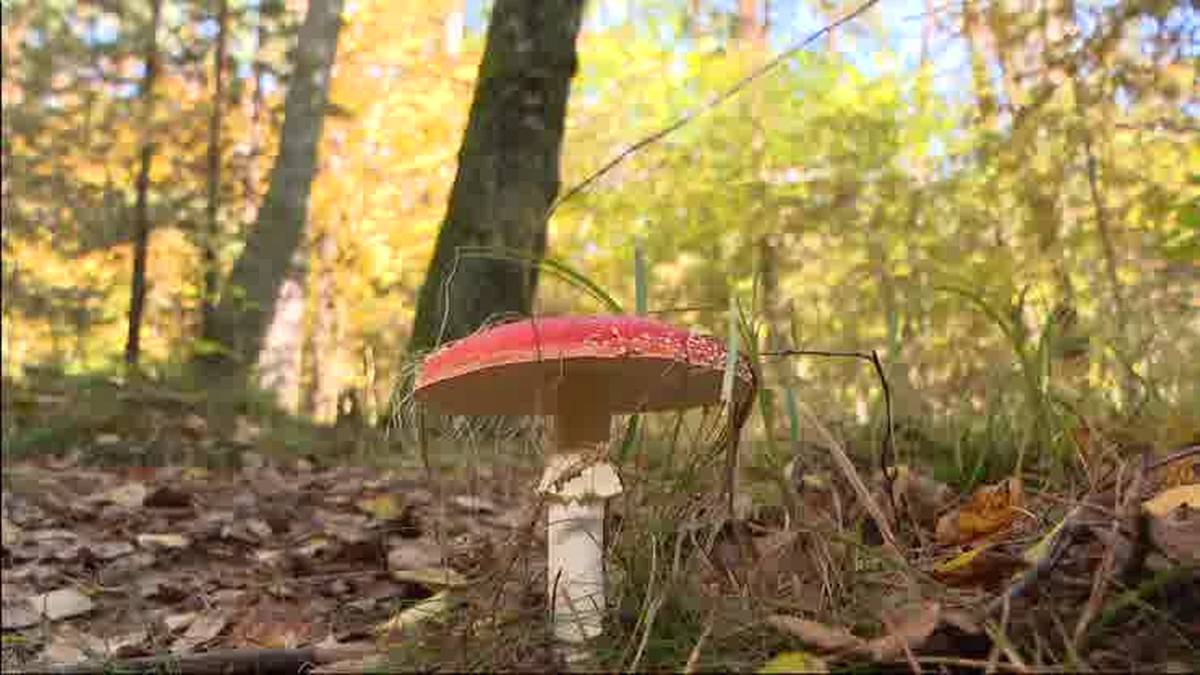 Koniec meczu Polska – Holandia. Polacy walczyli do końca, sytuacja w grupie niepewna