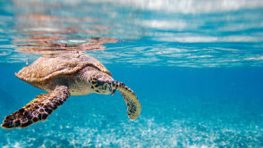 Chcesz kupić dzbanek filtrujący Brita Koniecznie to przeczytaj!