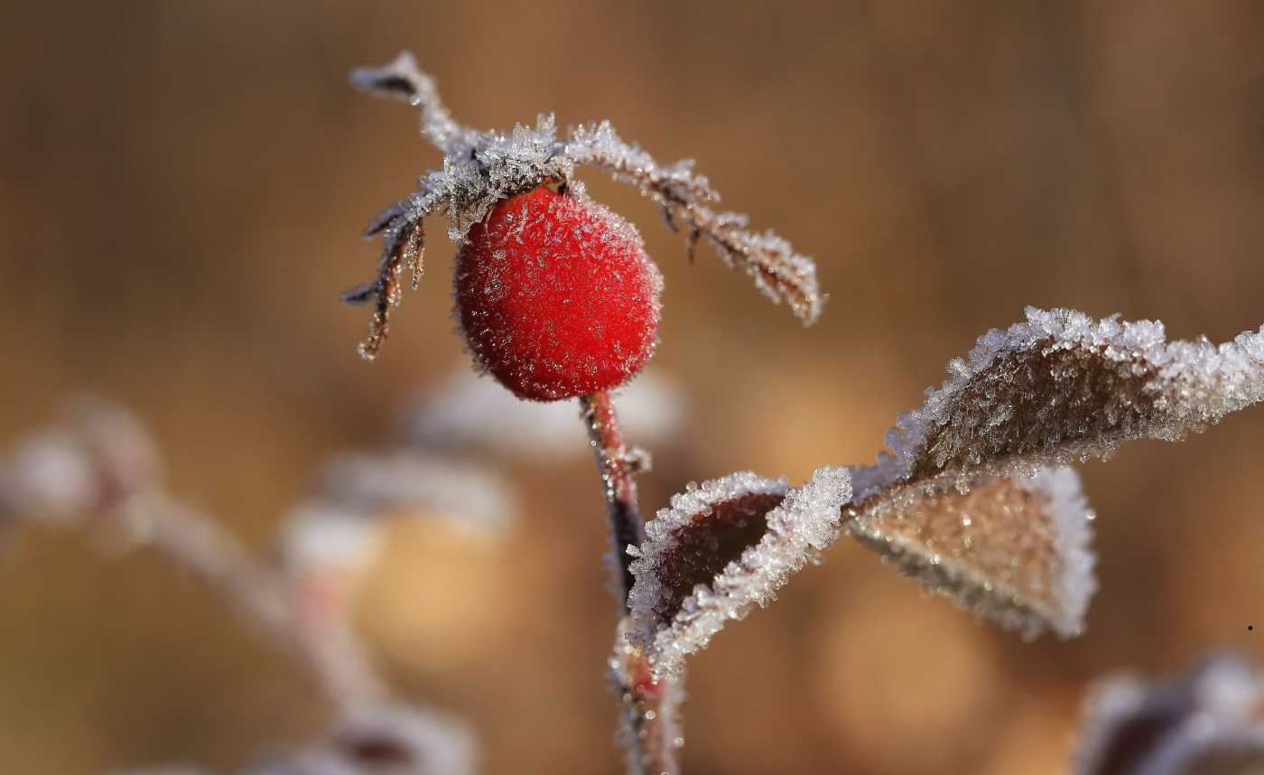 Gorzów: IMGW ostrzega przed nocnymi przymrozkami