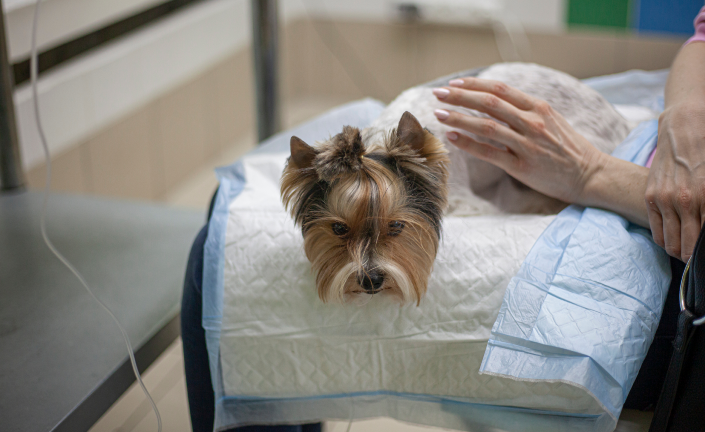 Zwierzę konało w nocy, a w Gorzowie nie było pomocy. Miasto: „To nie nasz obowiązek”