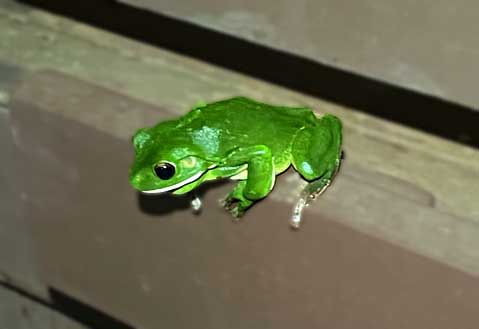 Wyprawa na Cape York. Żaba czy książę z bajki?