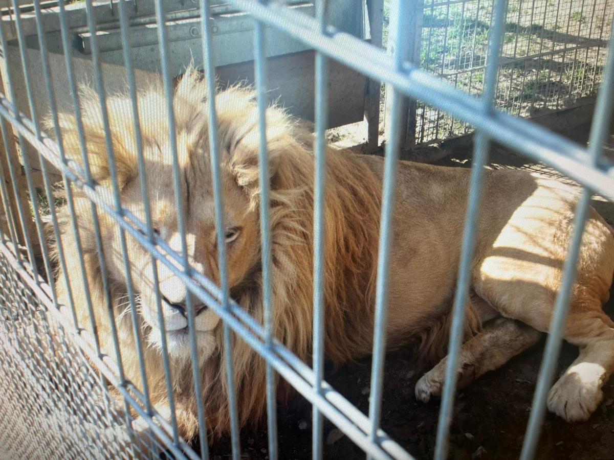 Mieszkaniec Czchowa nielegalnie trzymał lwy i tygrysa – grozi mu 5 lat więzienia