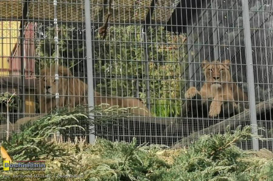 Lwy z Czchowa – co dalej? Sprawa dzikich kotów i ich opiekuna budzi emocje