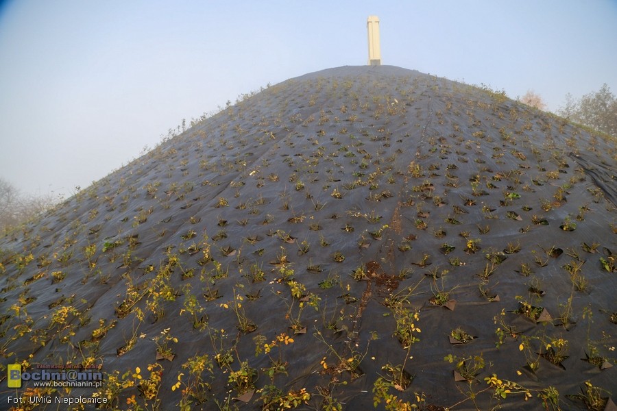Na Kopcu Grunwaldzkim w Niepołomicach zakwitną biało-czerwone róże
