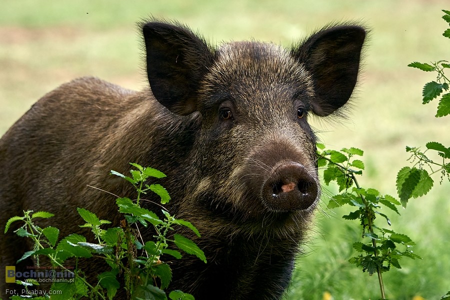 Powstała petycja przeciwko odstrzałowi dzików w Bochni. „Można wybrać bezpieczniejsze metody”