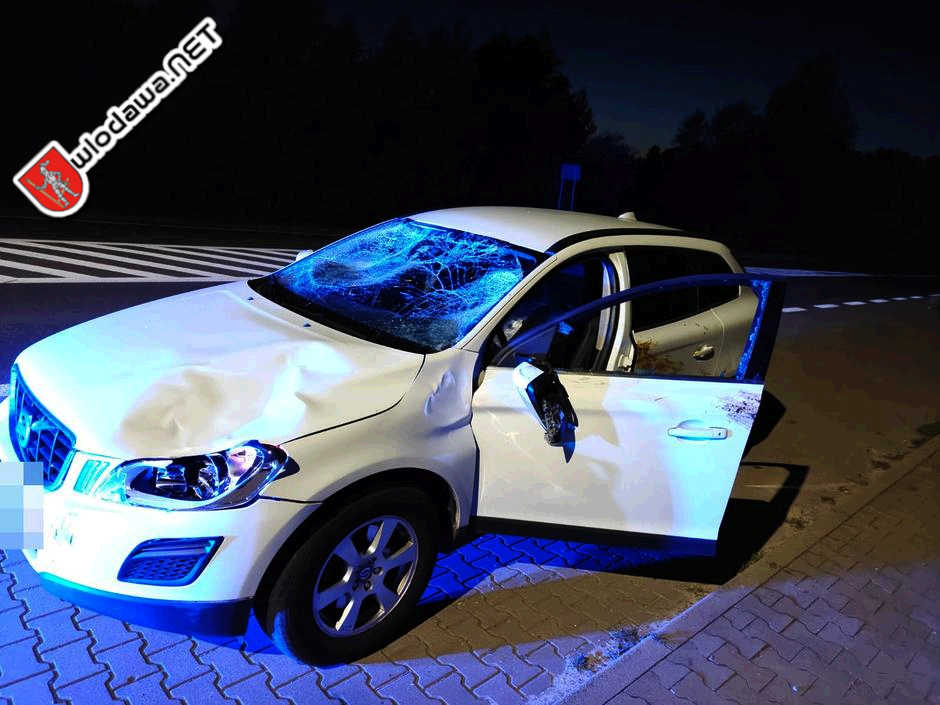 Włodawa na sygnale: Łoś sprawcą wypadku drogowego w Okunince