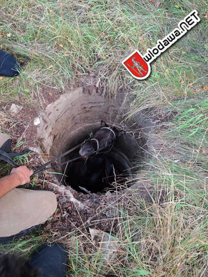 112: Kary koń uwięziony w studni w Szumince
