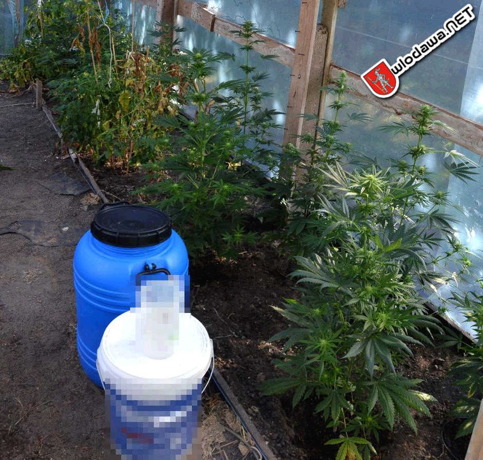 112: Policja zaplanował i zorganizowała nalot na zielarza z powiatu włodawskiego. 2 kg ziela jest już na komendzie