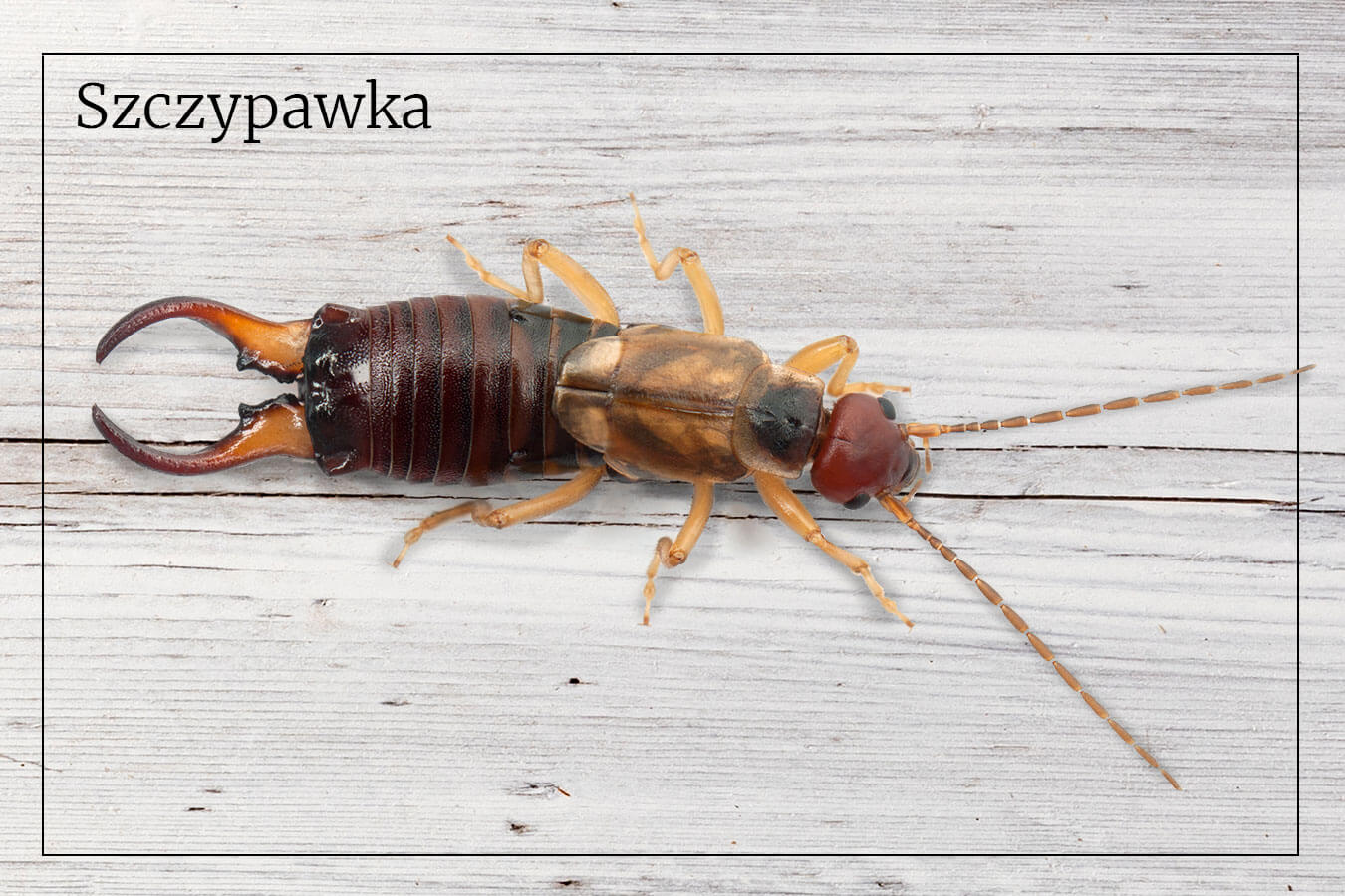 Skąd się biorą szczypawki w domu? Jaki środek na szczypawki jest skuteczny?