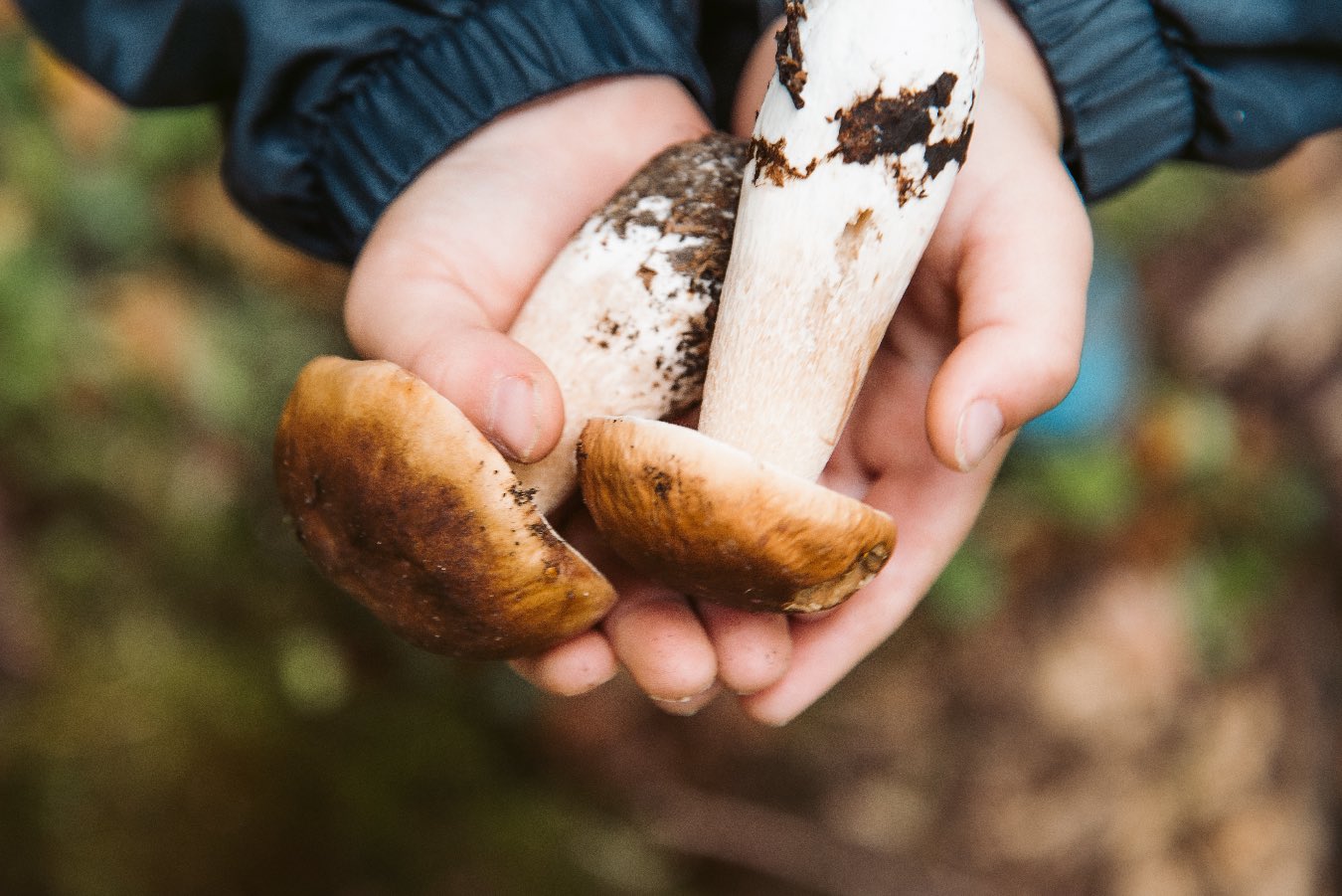 Czy dzieci mogą jeść grzyby? jeżeli poda się je za wcześnie, mogą być niebezpieczne dla zdrowia