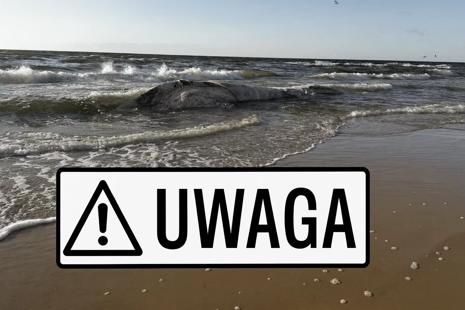 Wieloryb na plaży w Wisełce. Plaża zamknięta, akcja usunięcia opóźniona, sanepid uspokaja