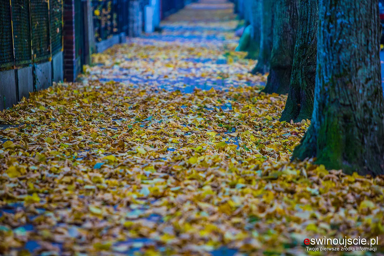 Obowiązek Sprzątania Chodników z Liści – Kto Odpowiada Jesienią?