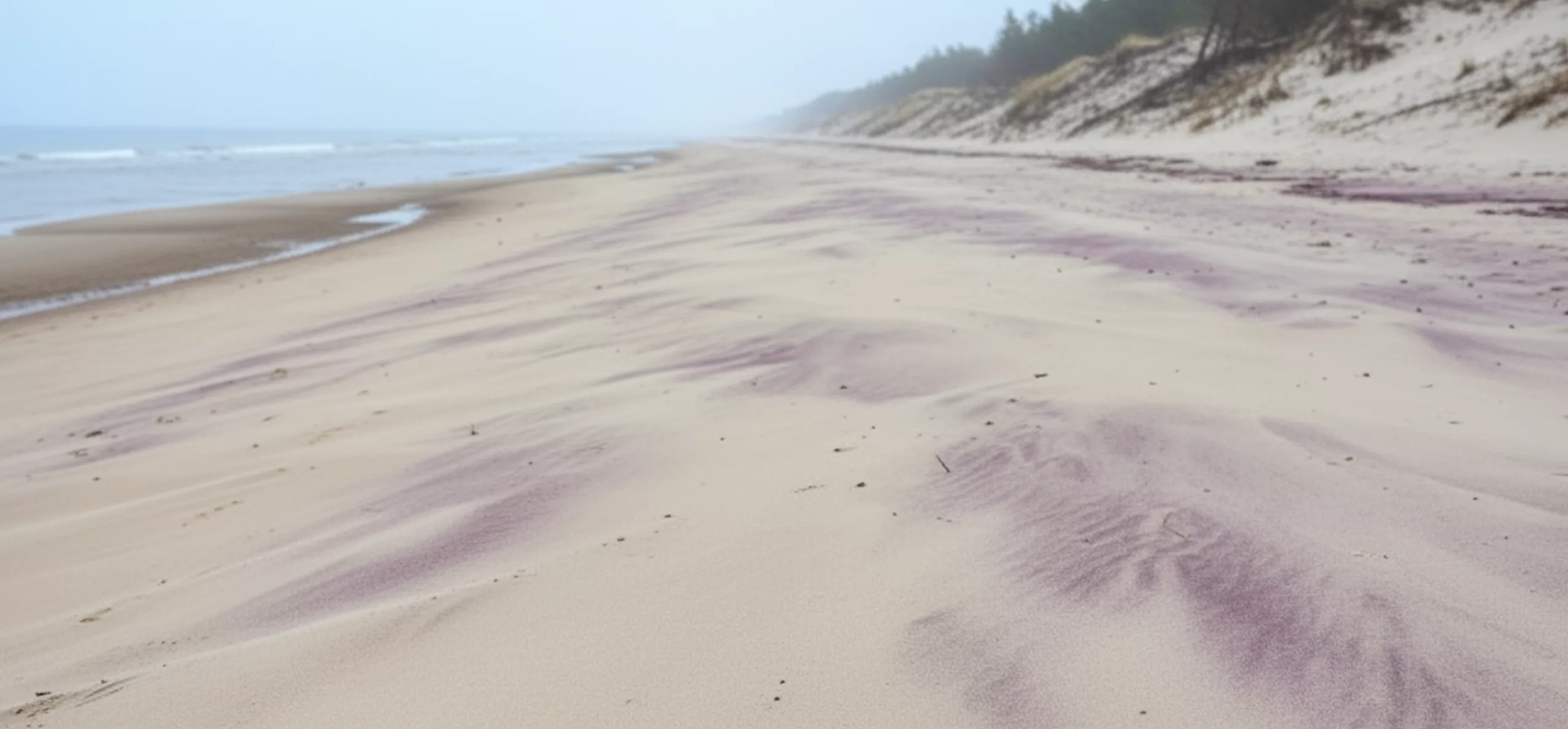 Fioletowy piasek. Niezwykłe zjawisko na Bałtyku przyciąga tłumy turystów