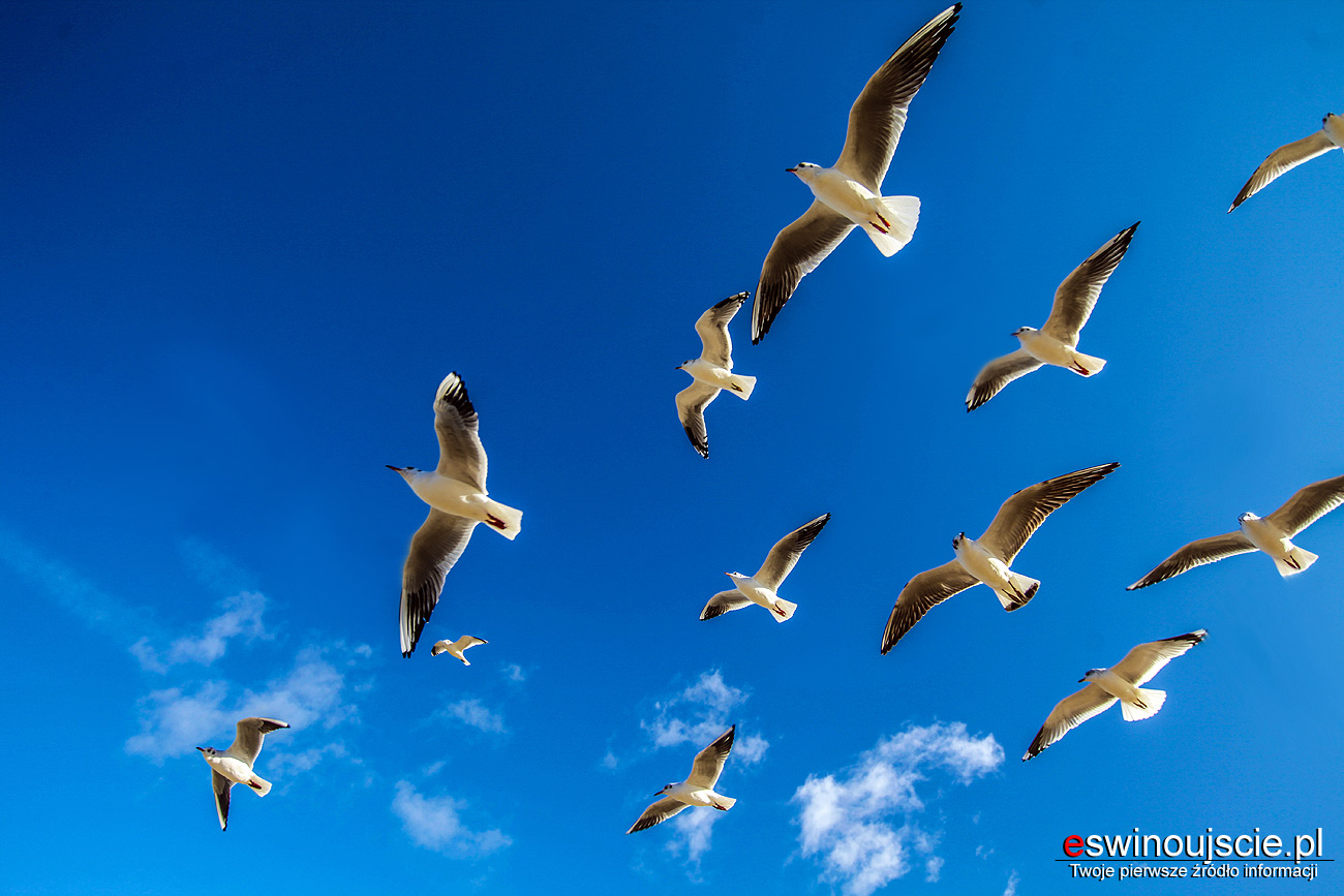 Dlaczego nie wolno karmić ptaków chlebem i dlaczego podawanie im pieczywa, zwłaszcza czerstwego lub spleśniałego, to prawdziwa zbrodnia na ptakach