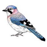 Bielik.AI uruchamia Sójkę. Jest to pierwszy polski model AI do moderacji treści online w czasie rzeczywistym