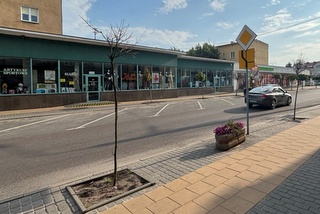 Usuną drzewa na ul. Ostrowieckiej w Radzyniu