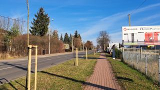 Nowe nasadzenia przy ulicy Międzyrzeckiej