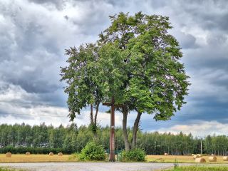 Krzyż, który mówi: Jezu, ratuj naród Twój