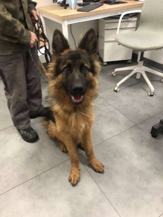 Skradziono psa z Punktu Tymczasowego Zatrzymania Zwierząt Domowych. Zora poszukiwana!